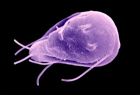  Giardia:  The Microscopic Terror Lurking in Water Sources!