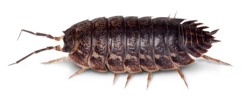  Woodlouse:  An Astonishing Creature That Can Roll Itself Into a Ball and Breathe Through Its Gills!