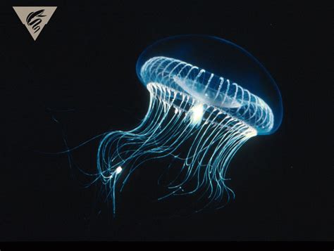  Aequorea! A Tiny Bioluminescent Marvel That Will Illuminate Your Understanding of Hydrozoans