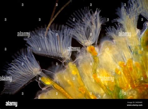  Bryozoan: A Tiny Colony Builder That Thrives on Flowing Currents!