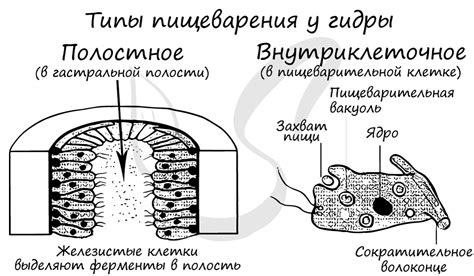  Dynamena! Sprytne Hydroidy Odznaczone Zaskakującymi Właściwościami Polowania