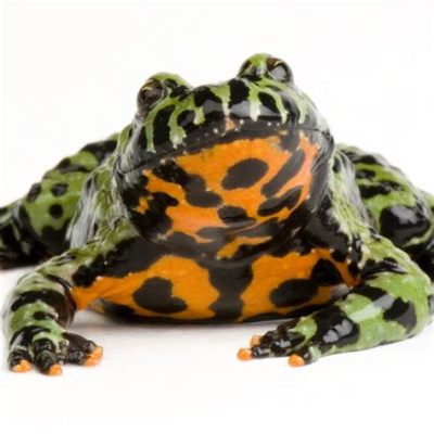  Fire-Bellied Toad: A Miniature Gem With a Fiery Belly That Hops Through Life's Adventures!