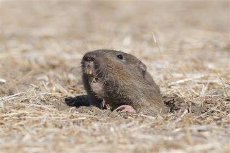  Gopher: Ten Small Rodent Will Astonish You With Its Underground Acrobatics!