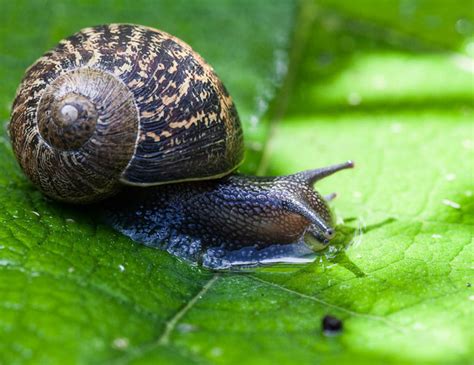  Helix Aspersa: To Small Gastropod or Not to Be a Snail, That Is the Question!