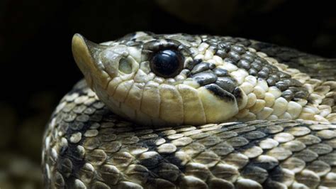 Hognose Snake! A Fascinating Reptile Renowned For Its Dramatic Faking-Death Performances When Threatened