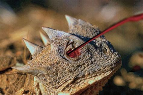  Horned Lizard: A Small, Camouflaged Reptile That Can Squirt Blood From Its Eyes!