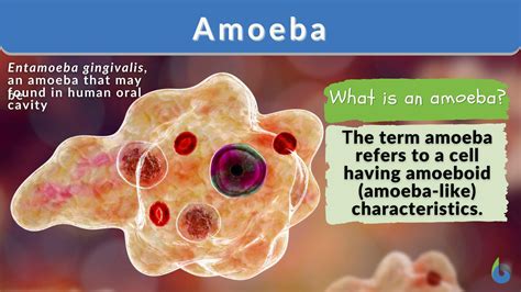  Jodamoeba Acanthostoma! Learn About This Tiny Amoeboid With Razor-Sharp Spines and a Love for Dead Matter