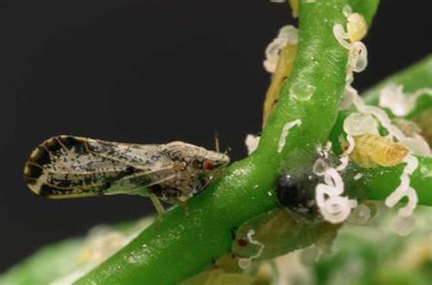  Psyllid! The Tiny Marvel That Can Cause Big Problems in Your Garden