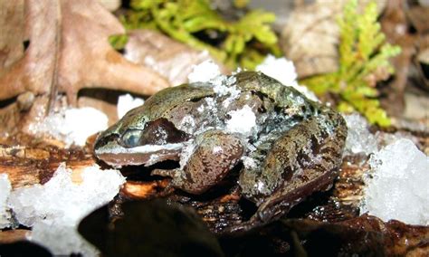  Wood Frog - The Amphibian Mastermind With An Unforgettable Freezing Feat!