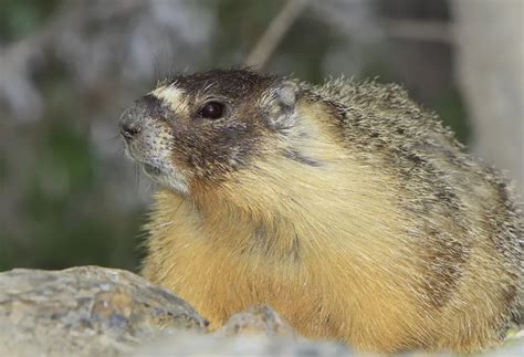  Yellow-bellied Marmot – A Master of Hibernation Who Embraces Rocky Terrain!