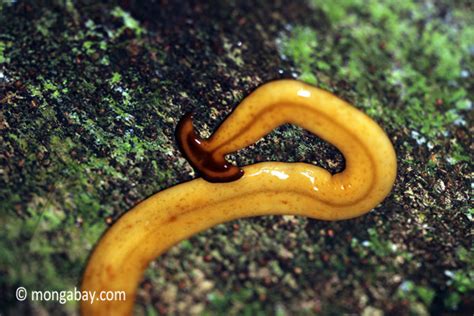  Yellow-Spotted Planarian: A Master of Regeneration Hiding in Plain Sight