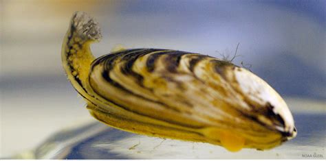  Zebra Mussel: Can This Tiny Filter Feeder Really Cause Havoc in Aquatic Ecosystems?