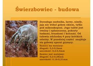  Zygomycete: Czy Ten Mniejszy Od Widocznych Gołym Okiem Działacz Jest Zdolny Do Przetrwania W Świecie Pełnym Groźnych Predatory?